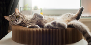 Desvendando o Treinamento de Gatos: Um Guia Prático